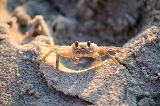 Why Ghost Crabs Build Sand Tunnels