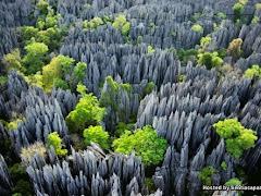 Tsingy de Bemaraha, Hutan Batu Kapur Paling Luas Di Dunia