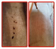 remove pet stains from carpet