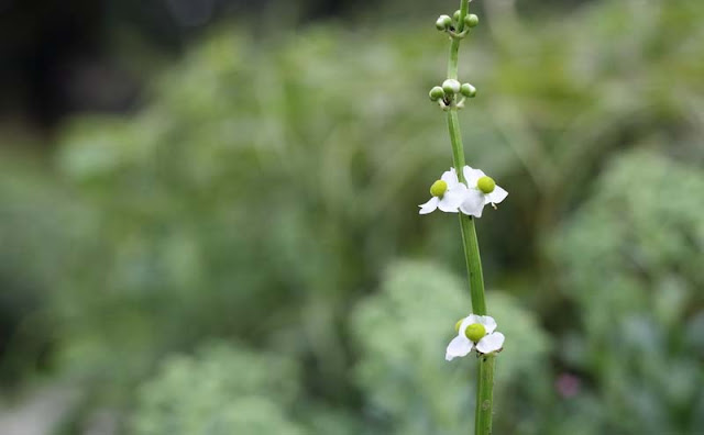 Broadleaf Arrowhead Flowers Pictures