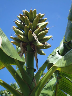 Gambar pisang tongkat langit