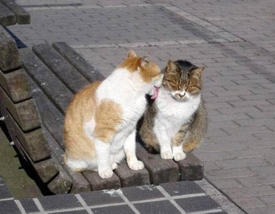 Cats in Love Pictures