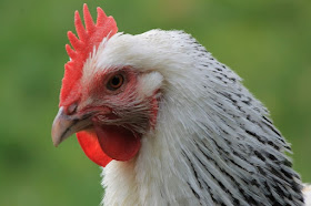 Hen, black and white with red comb