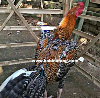  Ayam bangkok dikenal sebagai ayam aduan atau ayam petarung yang handal 10 Jenis Ayam Bangkok Terbaik dan Bagus untuk Dipelihara