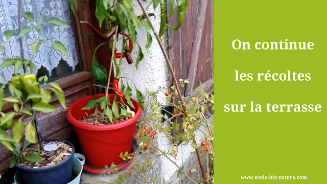 On continue les récoltes sur la terrasse (permaculture)