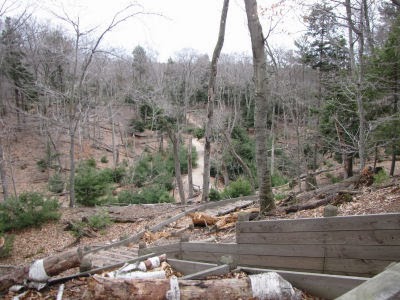 valley regrowing with pines