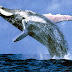 الحوت الأزرق,معلومات عن الحوت الأزرق