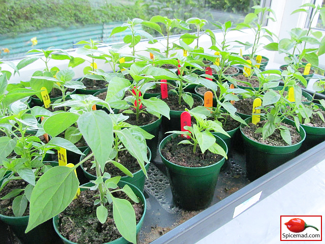 Chilli Plants in the Porch - 10th April 2023