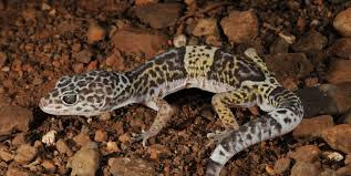  Mengenal Leopard Gecko Lengkap dengan Ciri, Klasifikasi, Makanan, Habitat, dan Cara Merawatnya