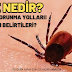 Kene Nedir? Kene Isırığı Nasıl Belirtileri?