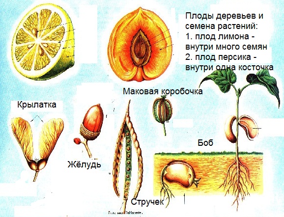 Внутри плодов созревают