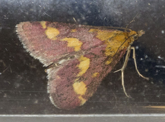 Pyrausta purpuralis in a glass tube.  Keston Common moth trap, 2 July 2011.