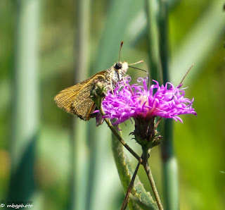 Intricate Features of Moth on Flower