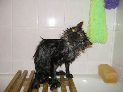 wet cats