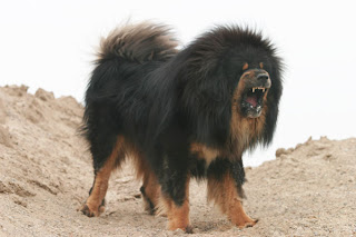 Chinese-Tibetan-Mastiff-dog's-photos