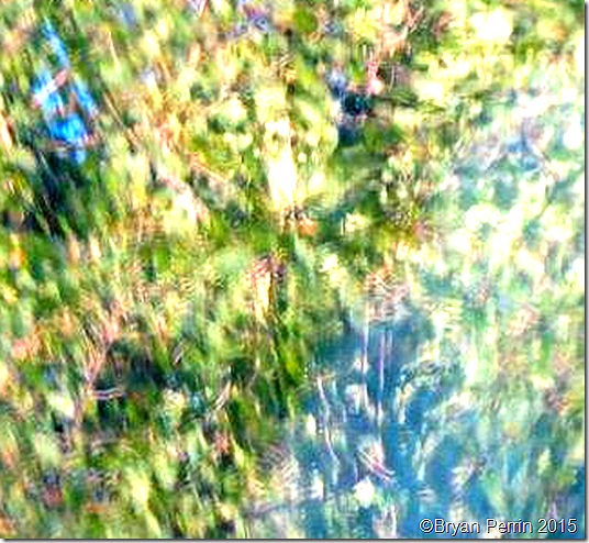  porta - portal of poly proto pan psychism 