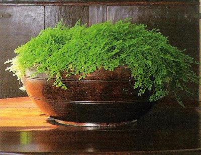 Irish moss in wood bowl, image via The Private House by Rose Tarlow as seen on linen & lavender