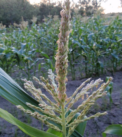 corn tassel corn tassel