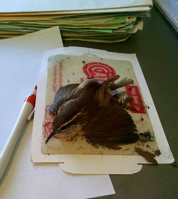 Bird Glue Trap