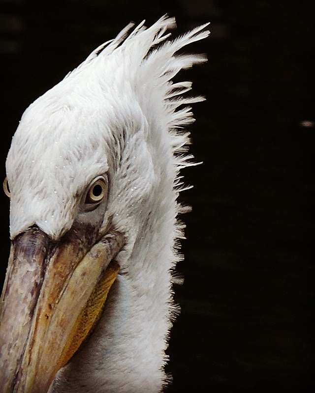 Antwerpen: de zoo: pelikanen