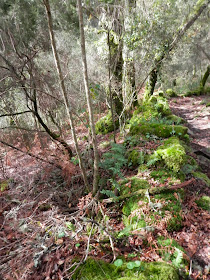 by E.V.Pita.... Spain, amazing rain forest in River Barragan (Pazos de Borben) / Por E.V.Pita.... Sorprendente bosque del río Barragan (Galicia, Pazos de Borbén y Fornelos de Montes) / A fraga do Barragán