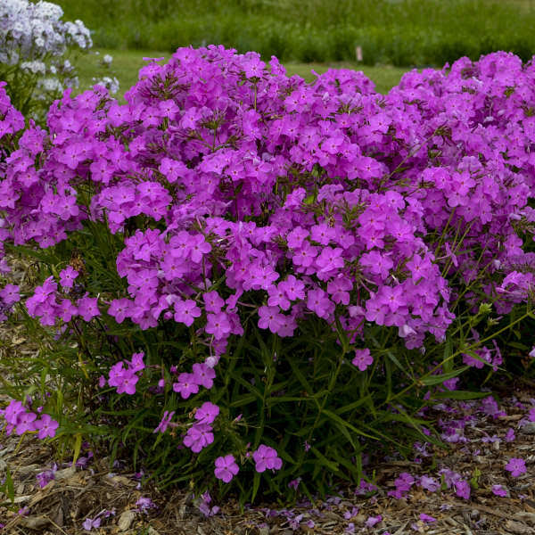 A list of over 20 of the newest and best perennials for 2020 that are must haves in the garden.