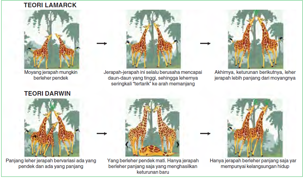 Gambar Teori Evolusi Lamarck Documents Gambar Jerapah 