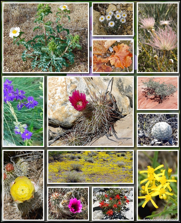 2012 Flowers 04