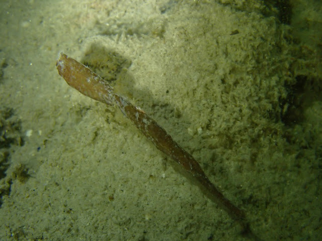 Solenostomus cyanopterus