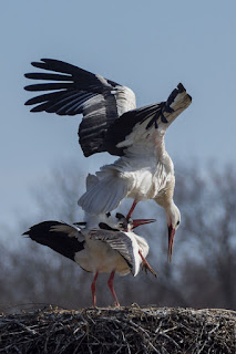 Wildlifefotografie Lippeaue Weißstorch Kopulation