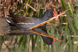 Moorhen DFBridgeman