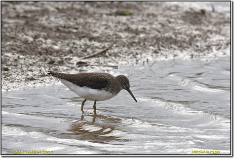 Slimbridge WWT - October