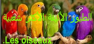 الطيور الأليفة الأكثر شعبية.Les oiseaux