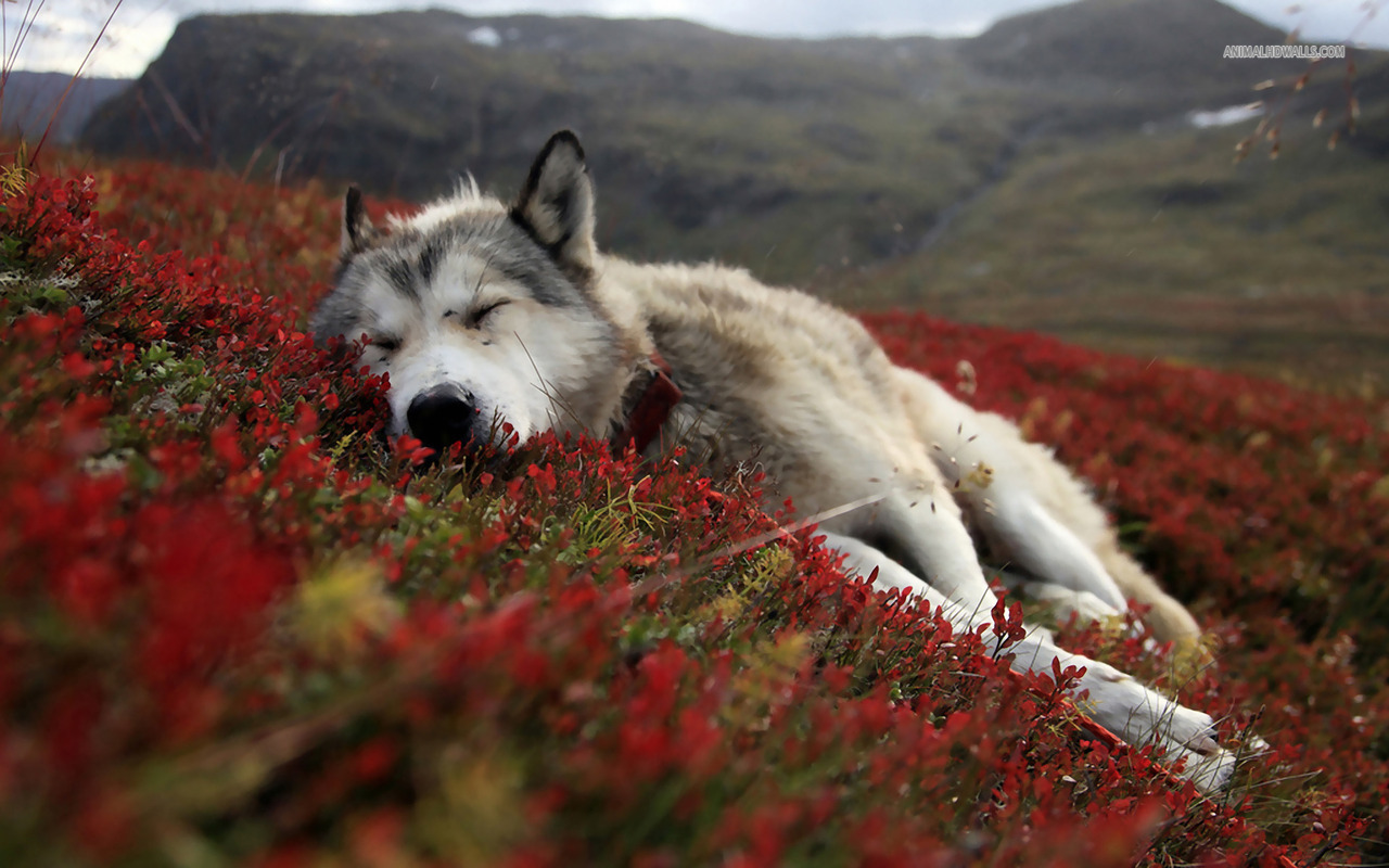 HD Wolf Pictures Wolf Wallpapers - HD Animal Wallpapers