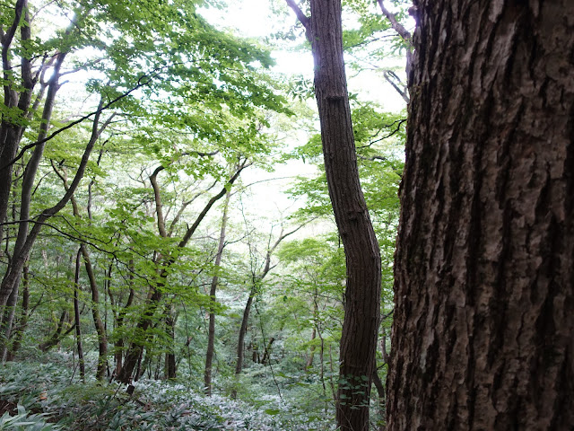 鳥取県西伯郡南部町東上の鎌倉山に登ります　このあたりから坂が急になります