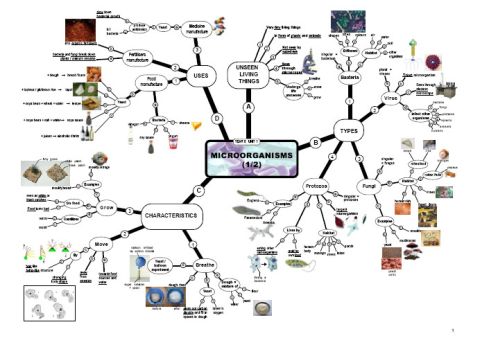 Bersama Cikgu Nurul AiN (~_~): "Mind Maps For Science UPSR 