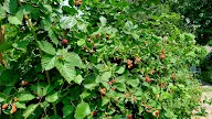 13 Efficient How To Plant A Blackberry Bush Full