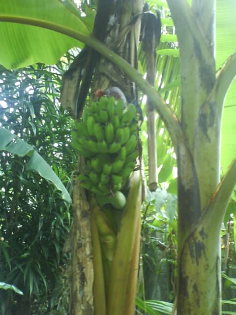 Bila gambar  bersuara Pohon pisang dan kelapa  luar biasa 