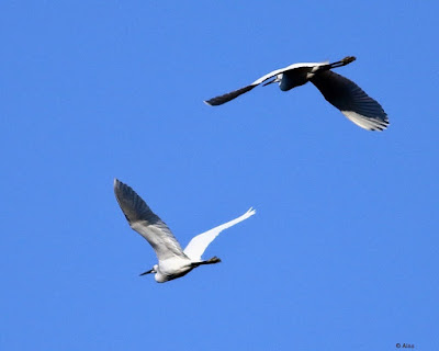 Little Egret