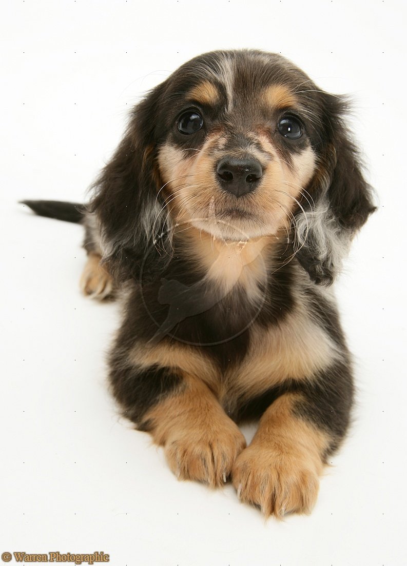 Cute Puppy Dogs Long Haired Dachshund Puppy