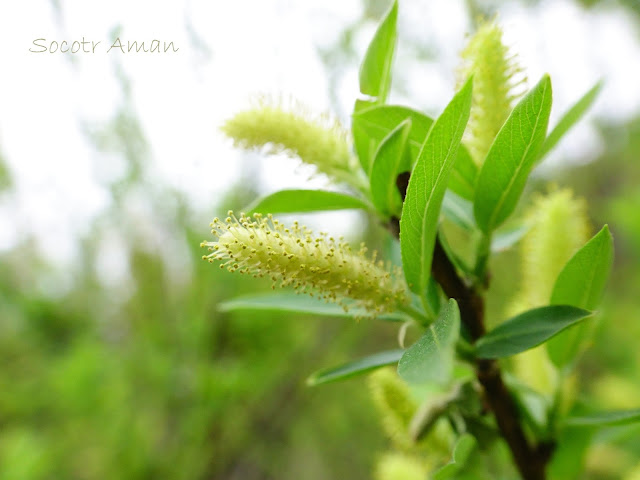 Salix integra