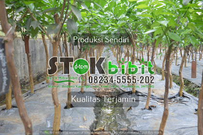 cara merawat jeruk gerga cara bikin jus jeruk |          Jeruk Gerga Lebong punya keistime an tersendiri Jeruk ini tersohor namanya setelah memenangkan...