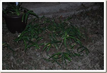 day lilies