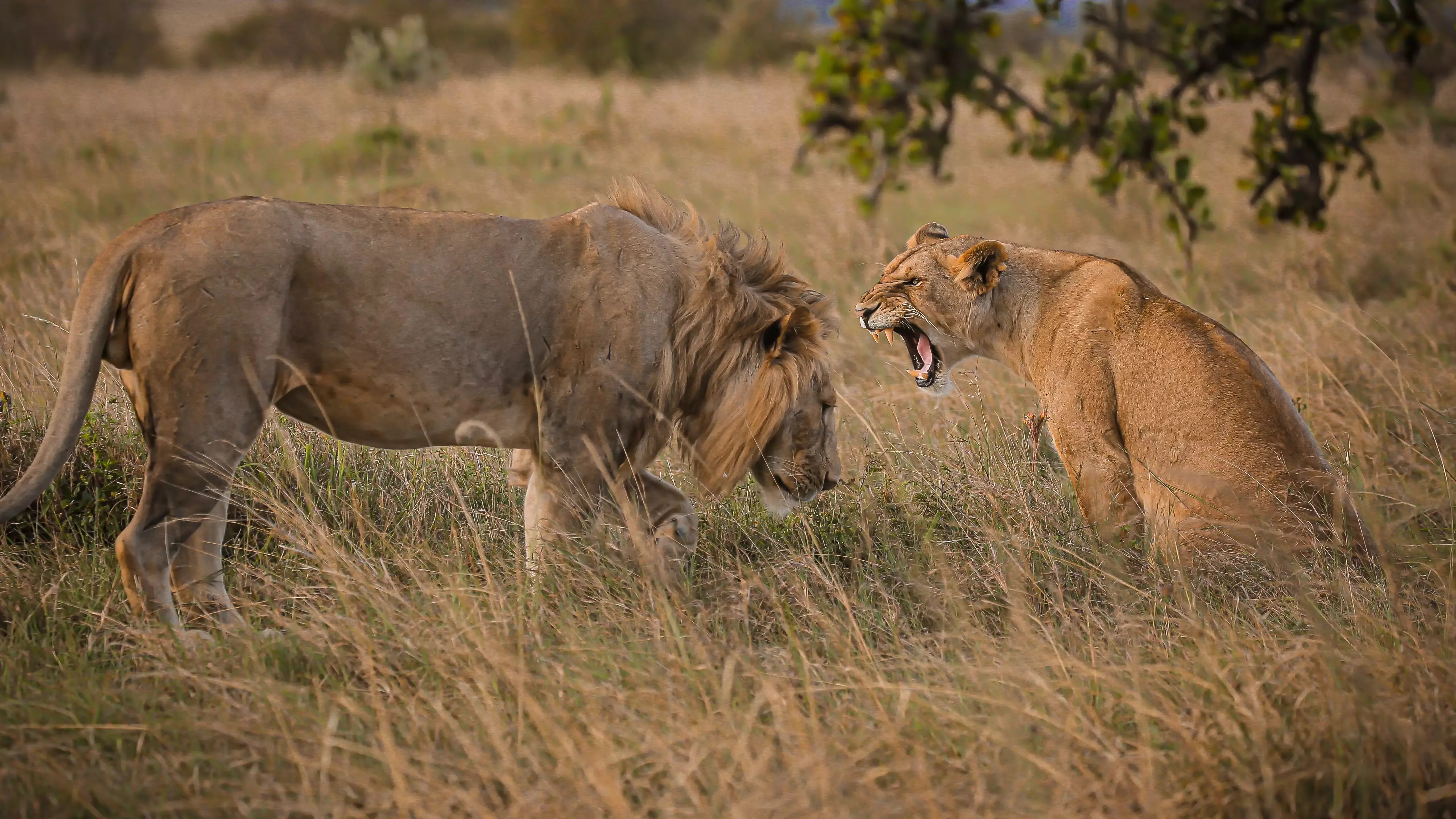 Wildlife in Uttar Pradesh, nikhilesh mishra