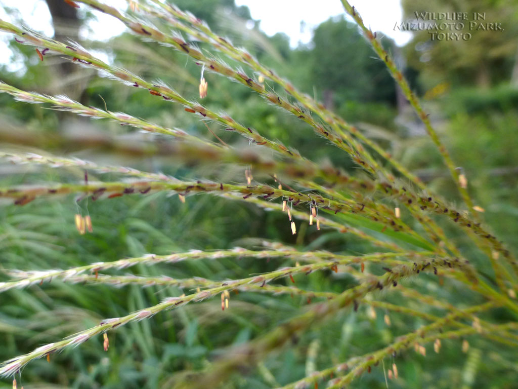 ススキ Chinese Fairy Grass 水元公園の生き物