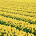 80 Blooming Flowers Wallpapers HD