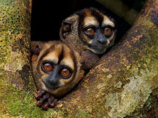 Noisy Night Monkeys of Ecuador