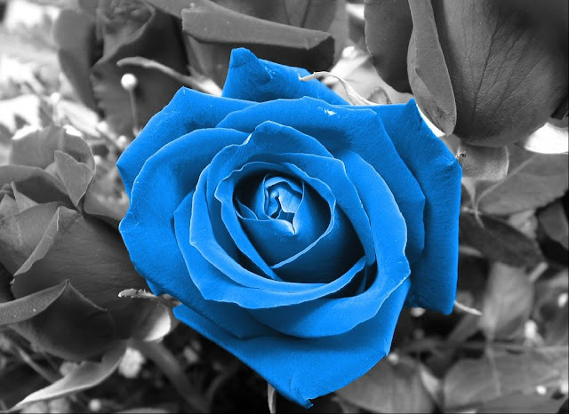 Blue Roses