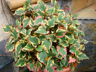 Planta camaleón (Houttuynia cordata 'Chameleon')).