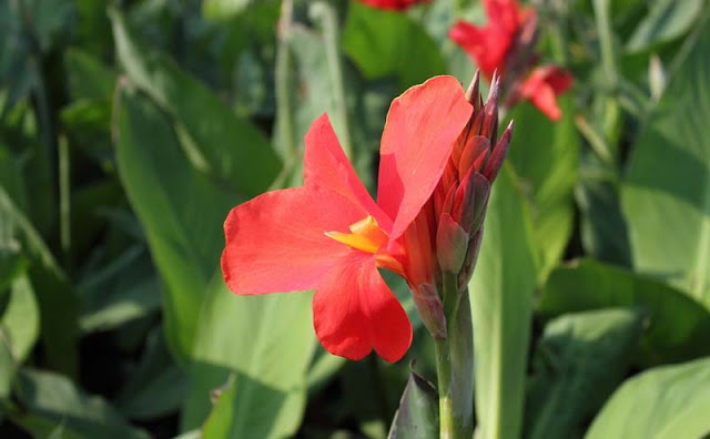 Canna Flowers Pictures